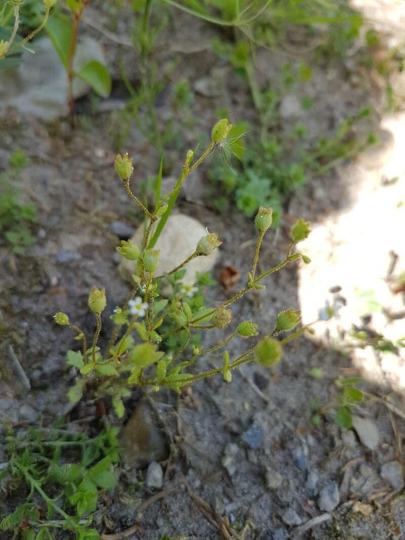 Cerastio dubbioso