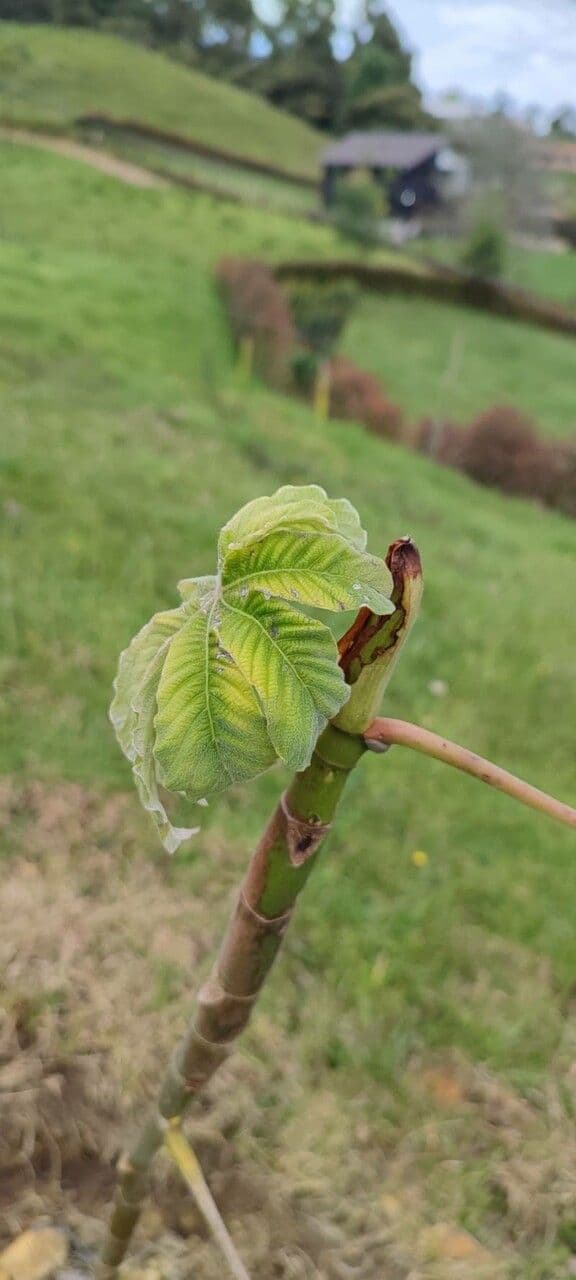 Cecropia