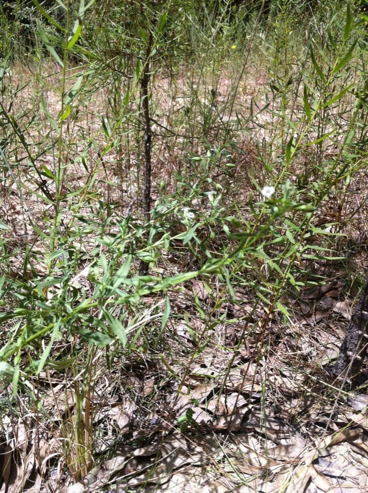 Mecardonia acuminata subsp. microphylla 4