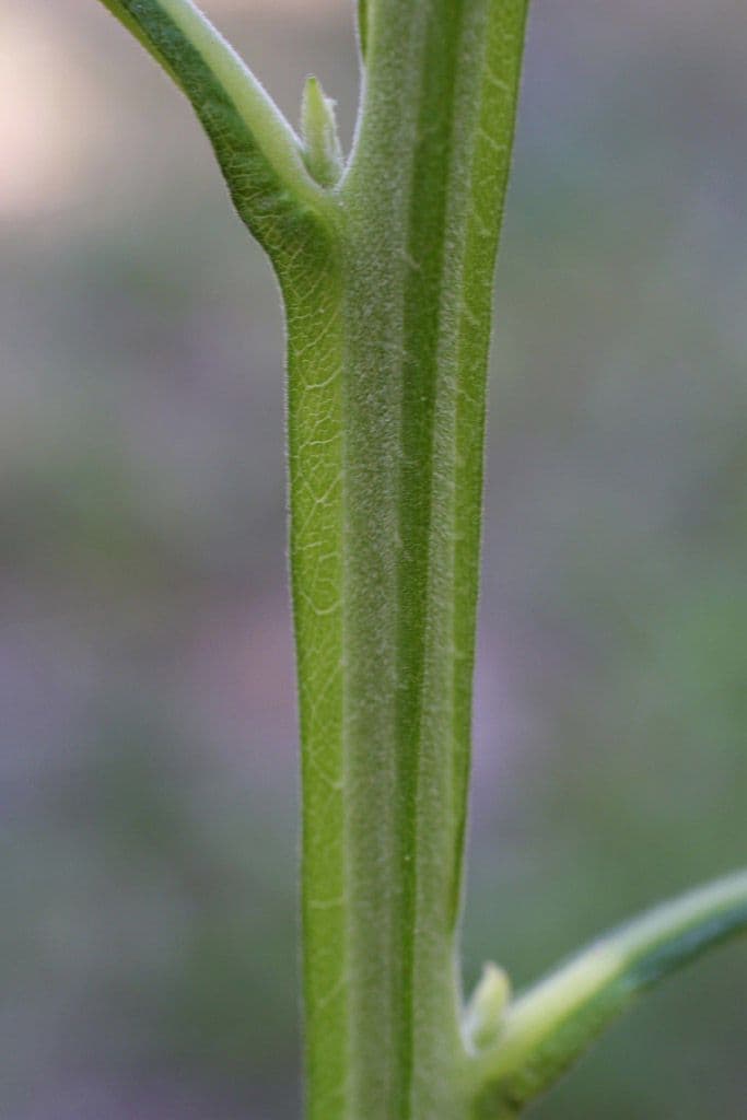 Jungfern-Silberblatt 21