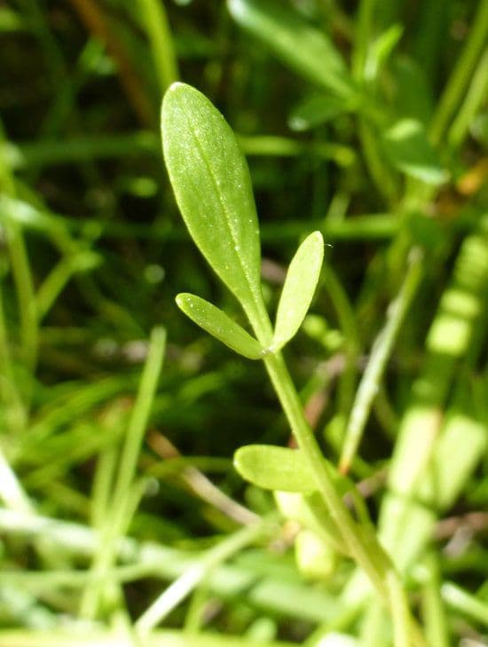 Limnanthes 11
