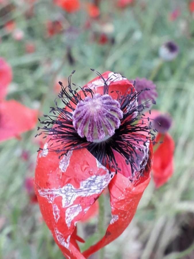 Klatschmohn 3