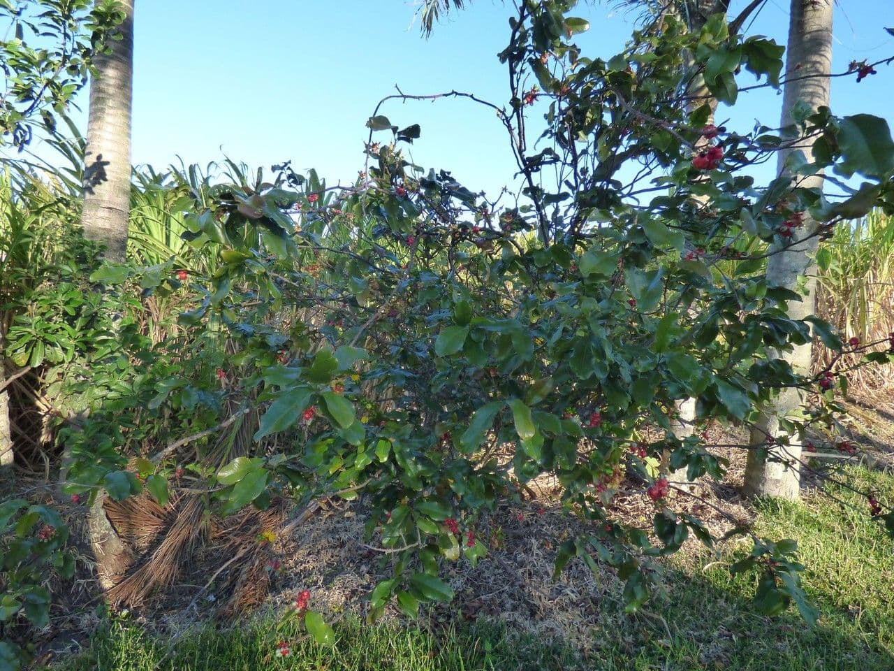 Ochna 9