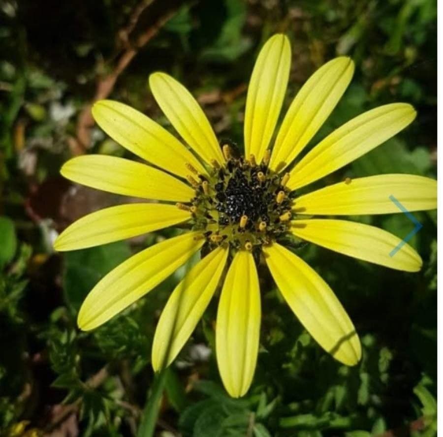 Kapringelblume 6