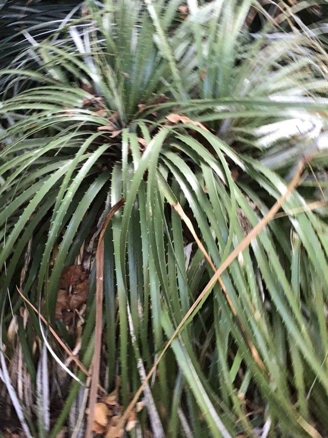 Puya 7