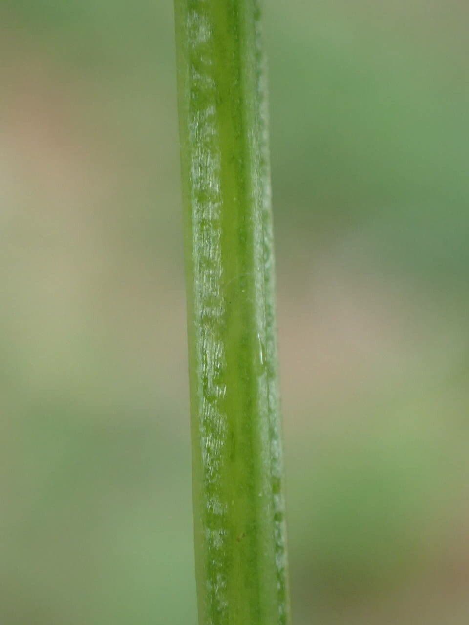 Stellina odorosa 25