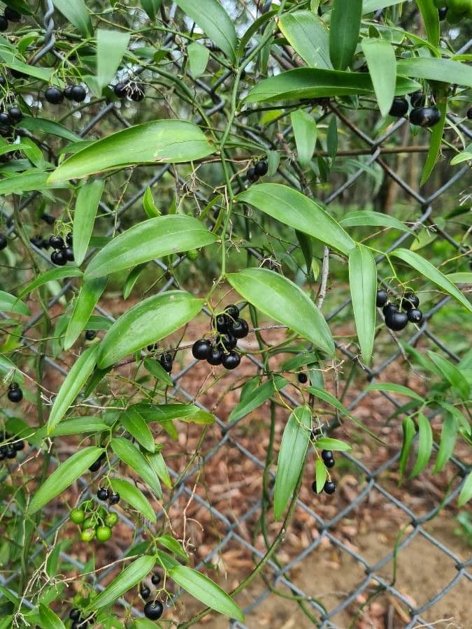 Geitonoplesium cymosum 9