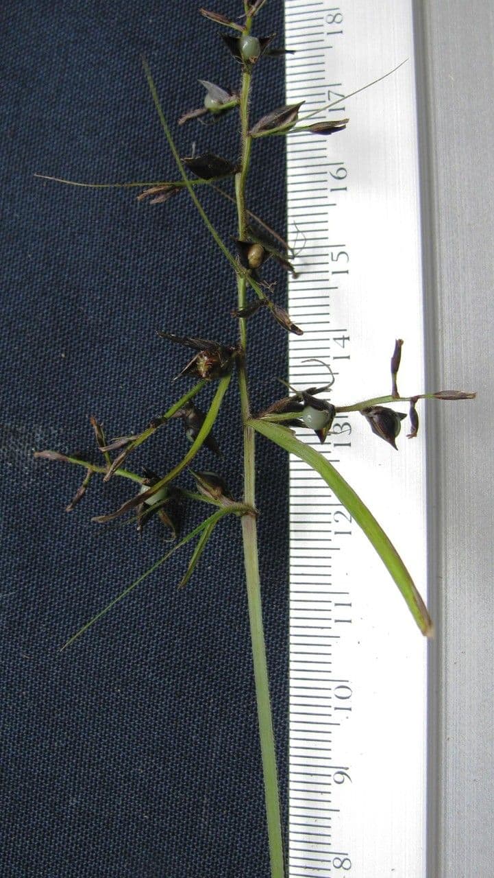 Rasengras 9