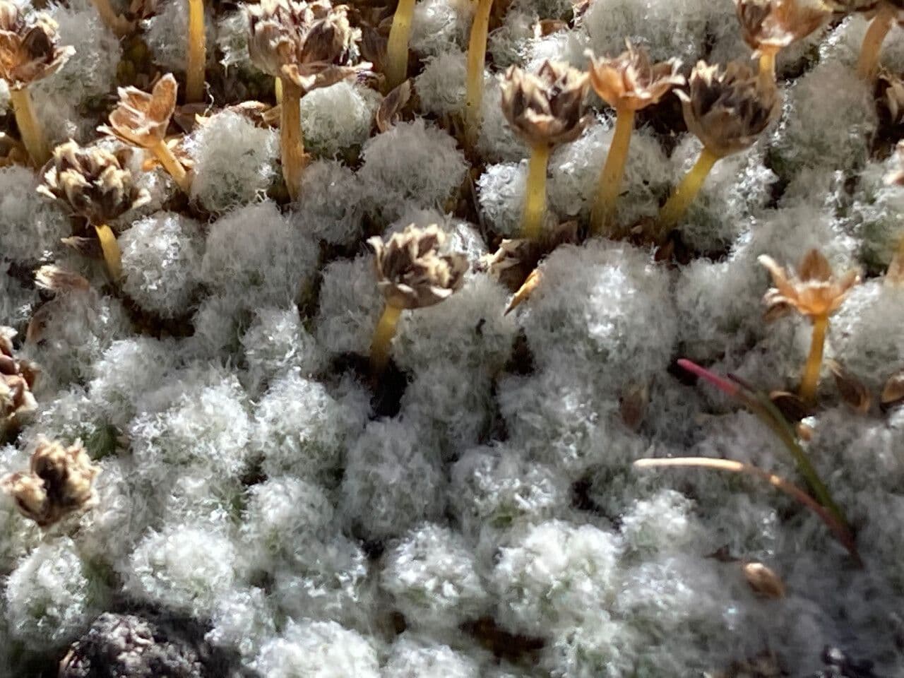 Paepalanthus 11