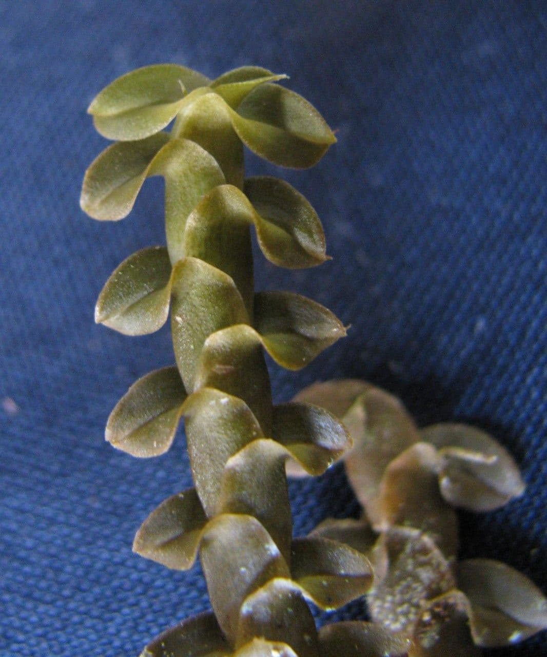 Dichaea costaricensis 2