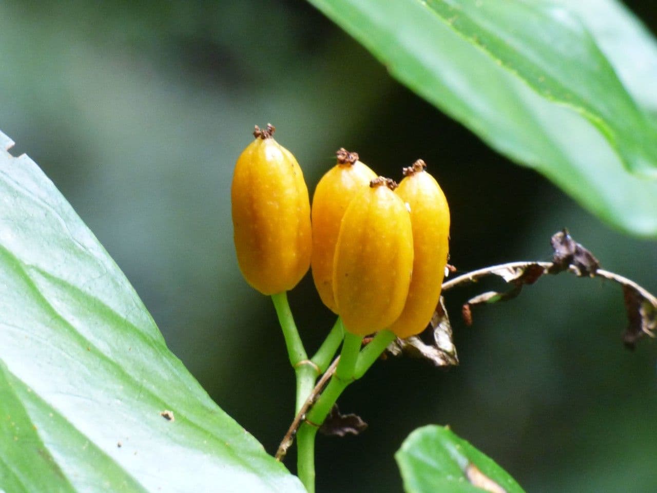 Begonia