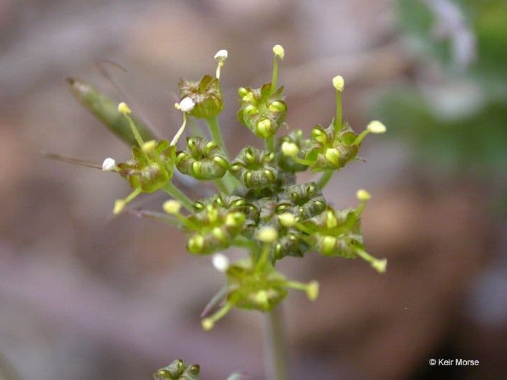 Lomatium 2