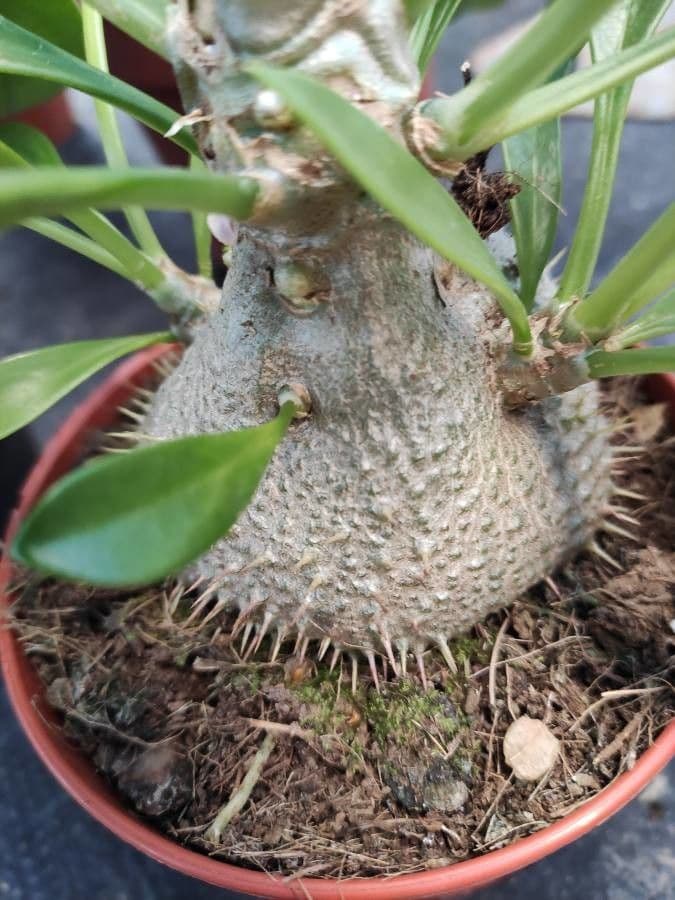 Pianta formica di Beccari 9