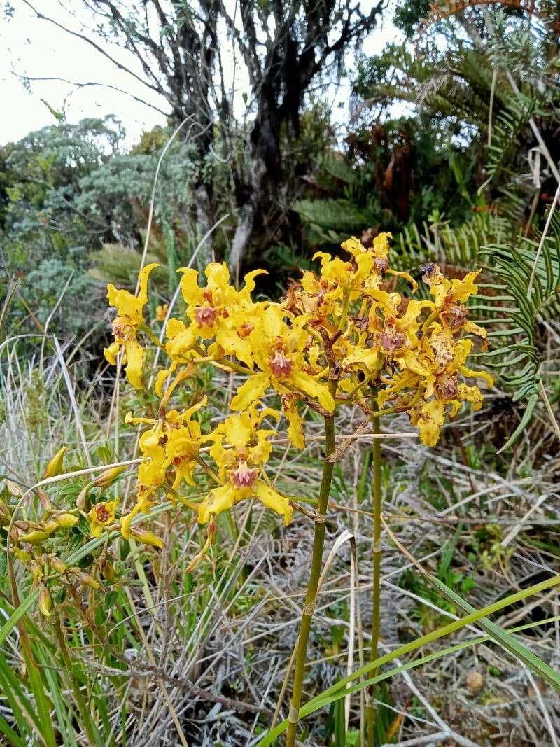 Cyrtochilum 3