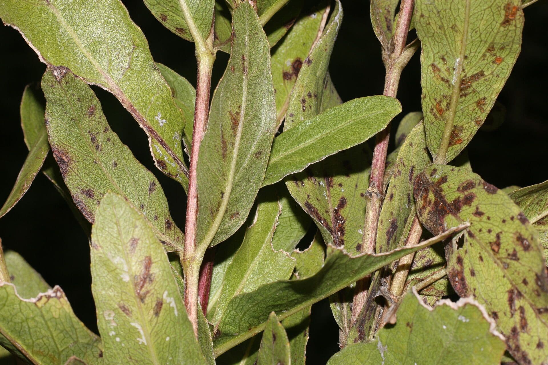 Ayapana 8