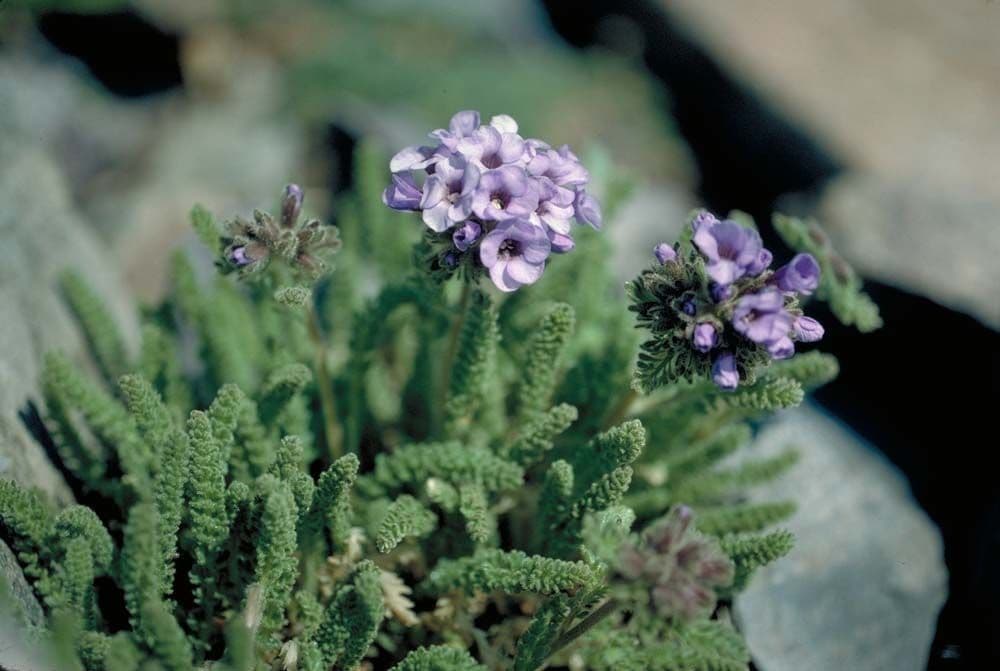 Polemonium 10