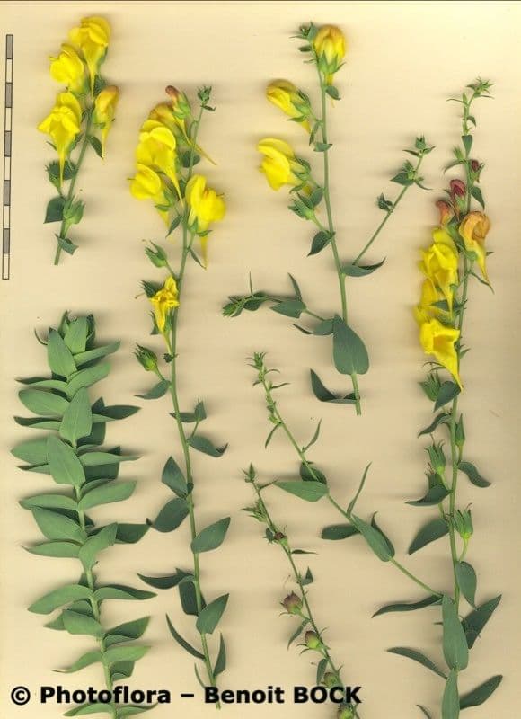 Ginsterblättriges Leinkraut 23