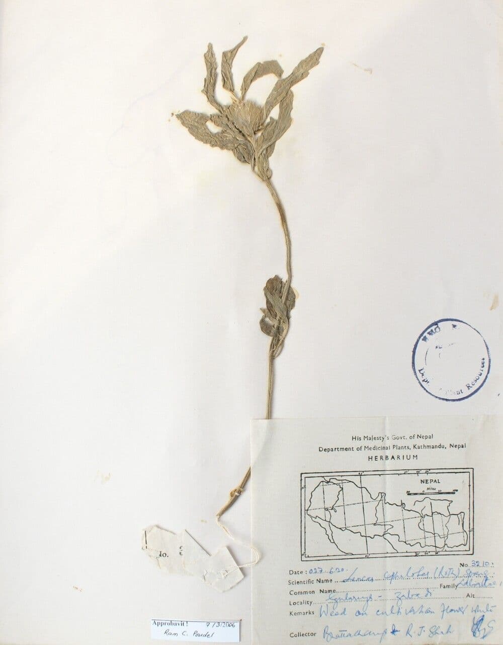 Leucas 11