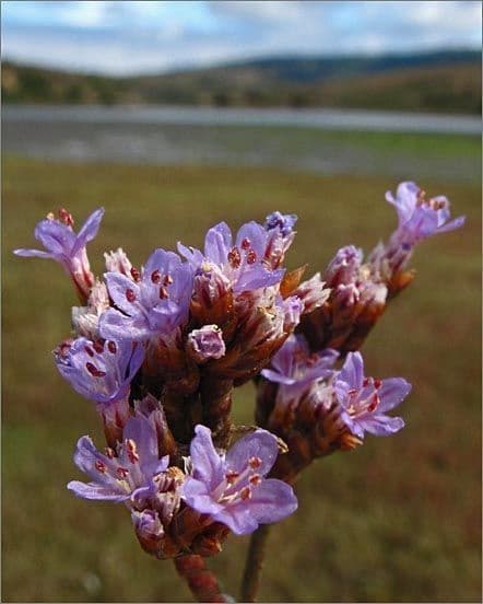 Limonium californicum 4