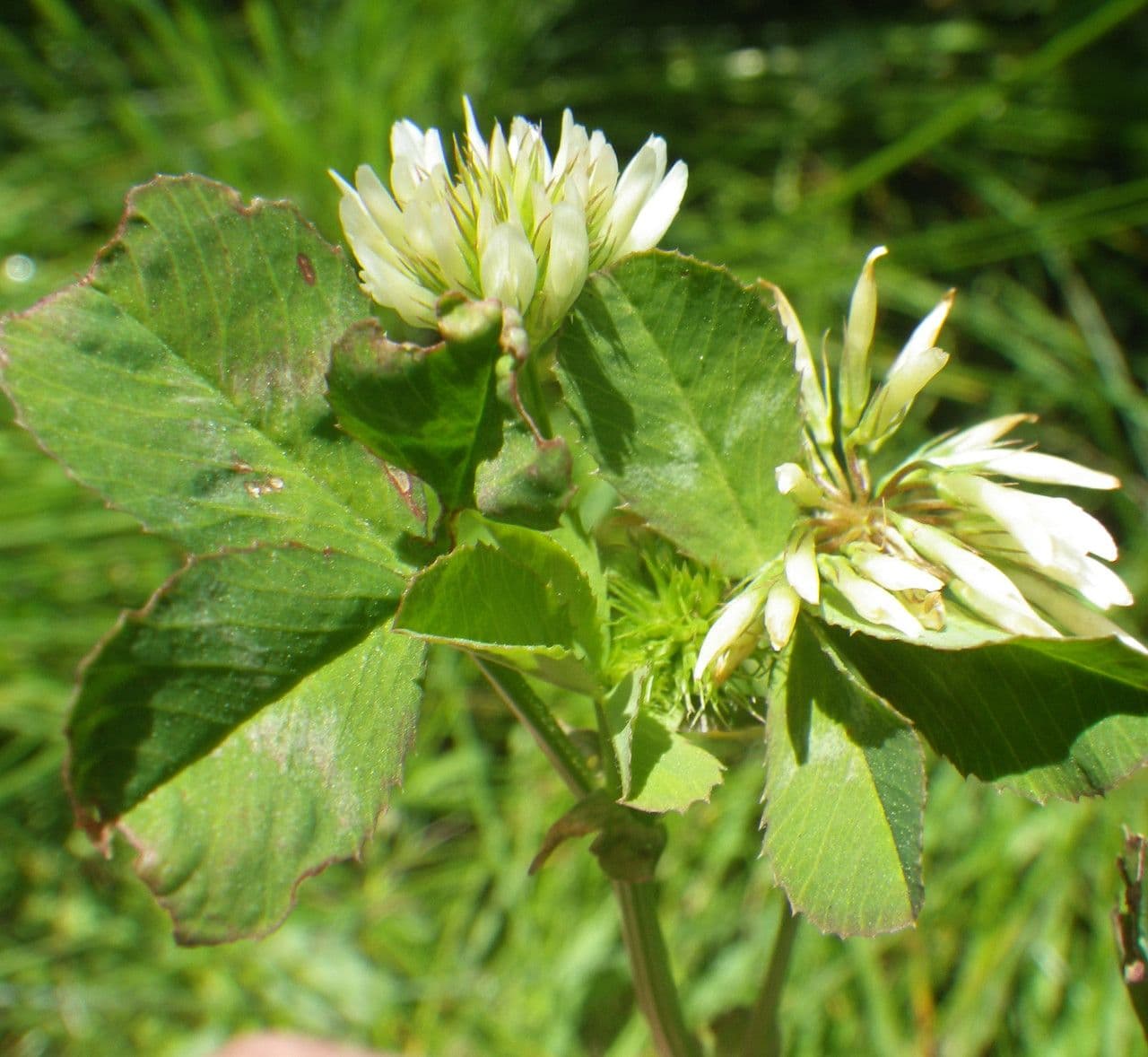 Trifoglio 15