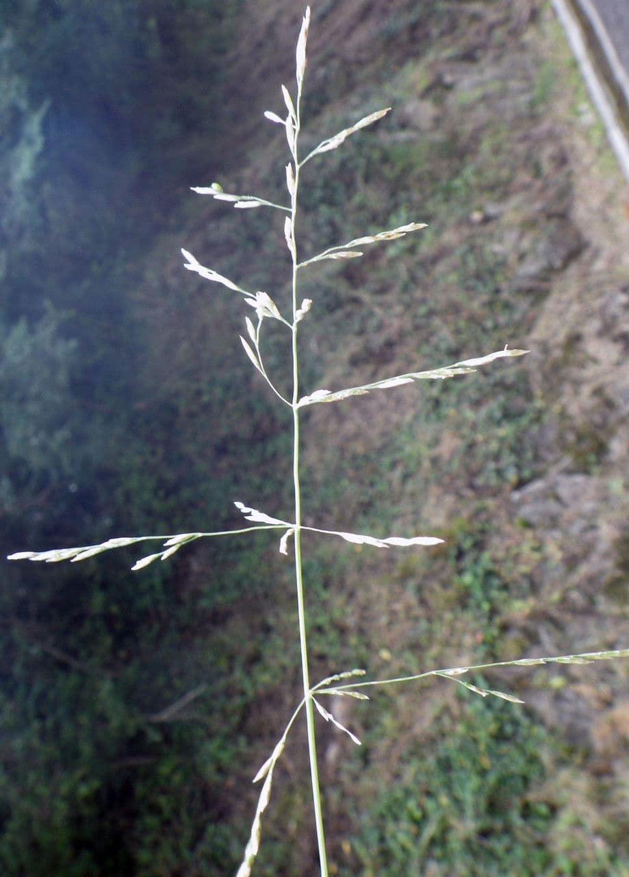 Gramigna delle saline 6