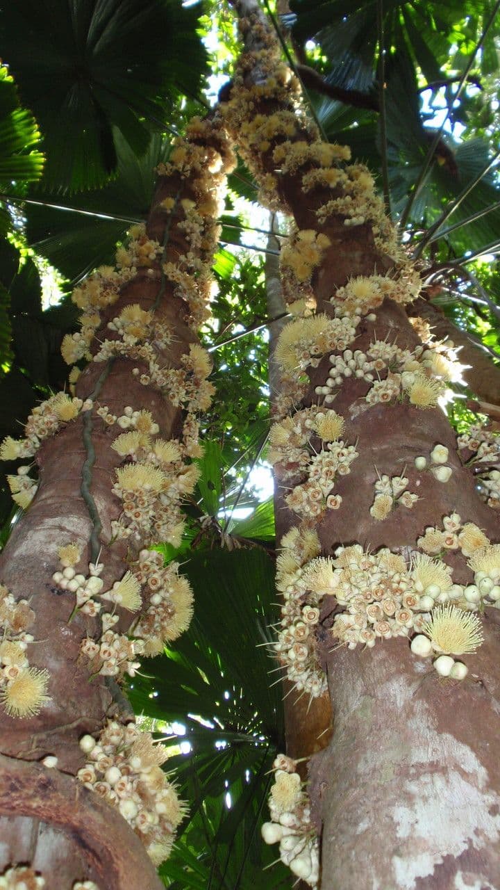 Syzygium 2