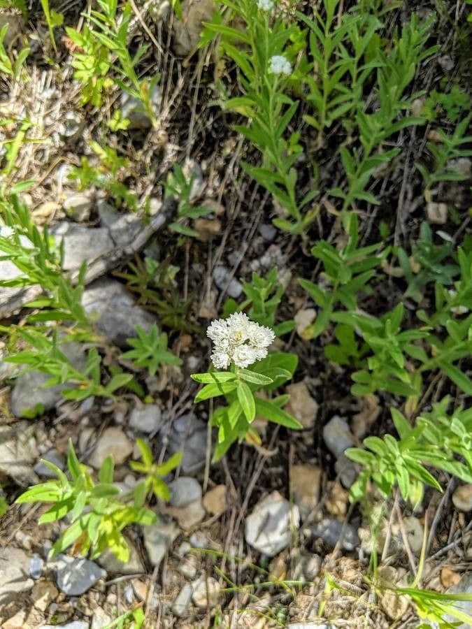 Ceanothus bylinný 12