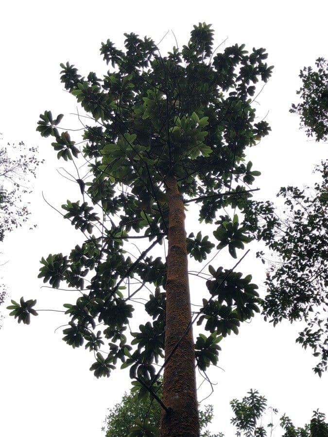 Dipterocarpus 3