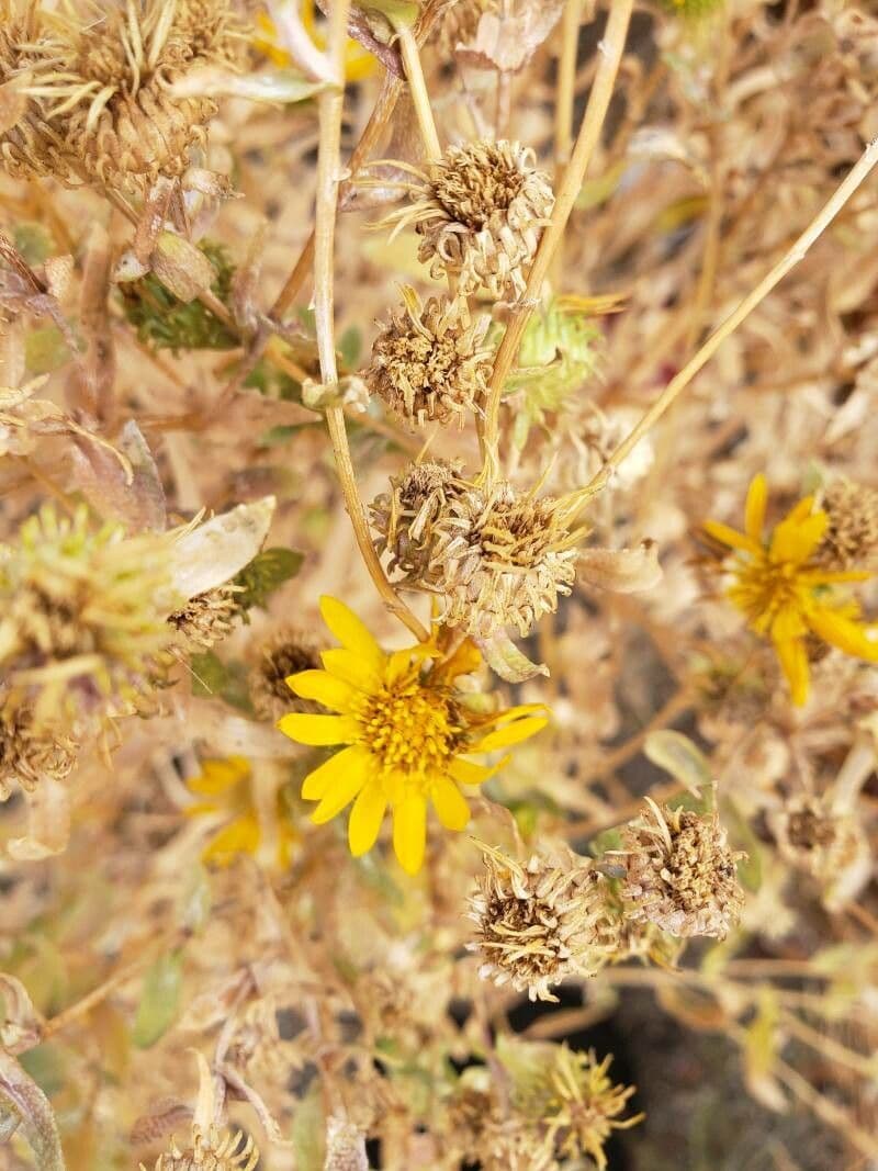 Grindelia