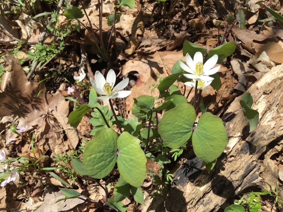 Jeffersonia diphylla 15