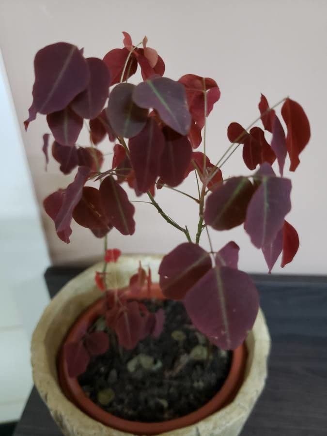Acetosa hedysaroide