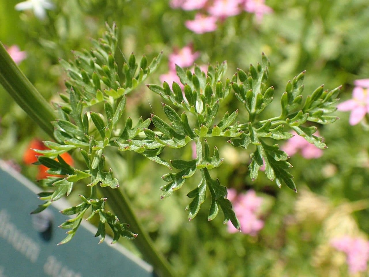 Ferula 8