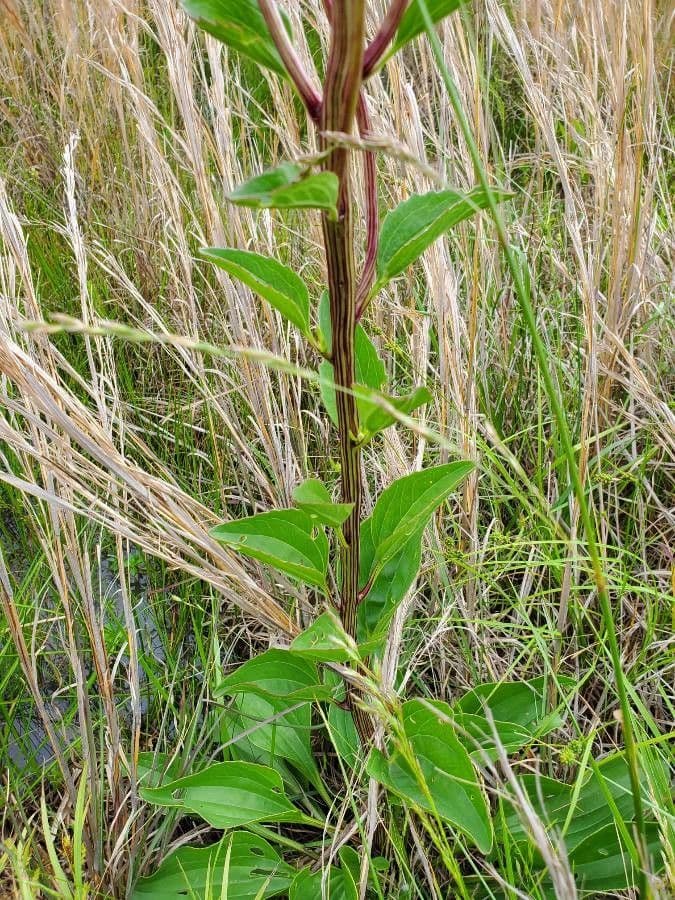 Arnoglossum plantagineum 18