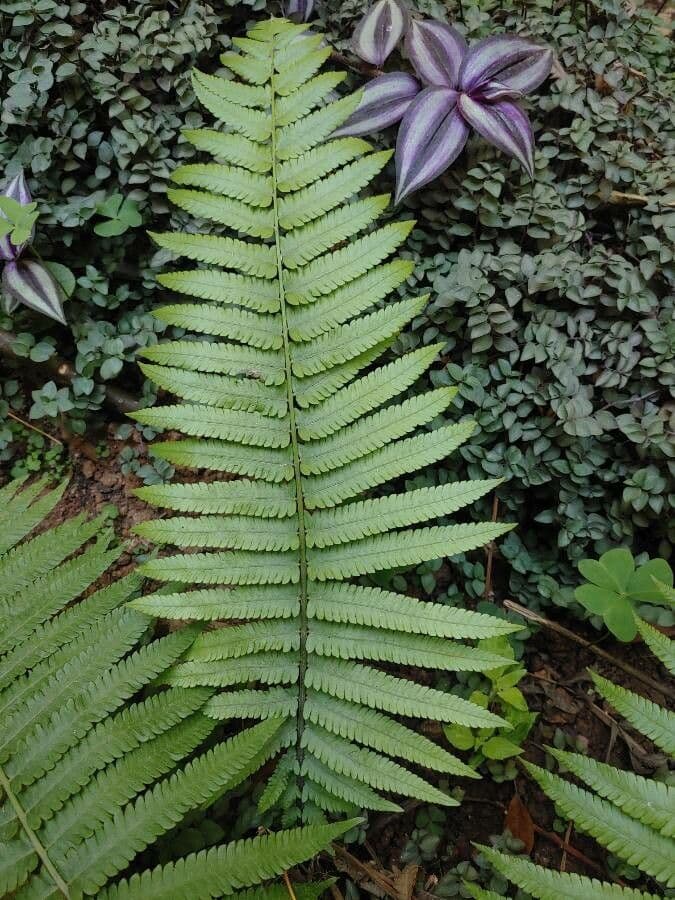 Dryopteris 10