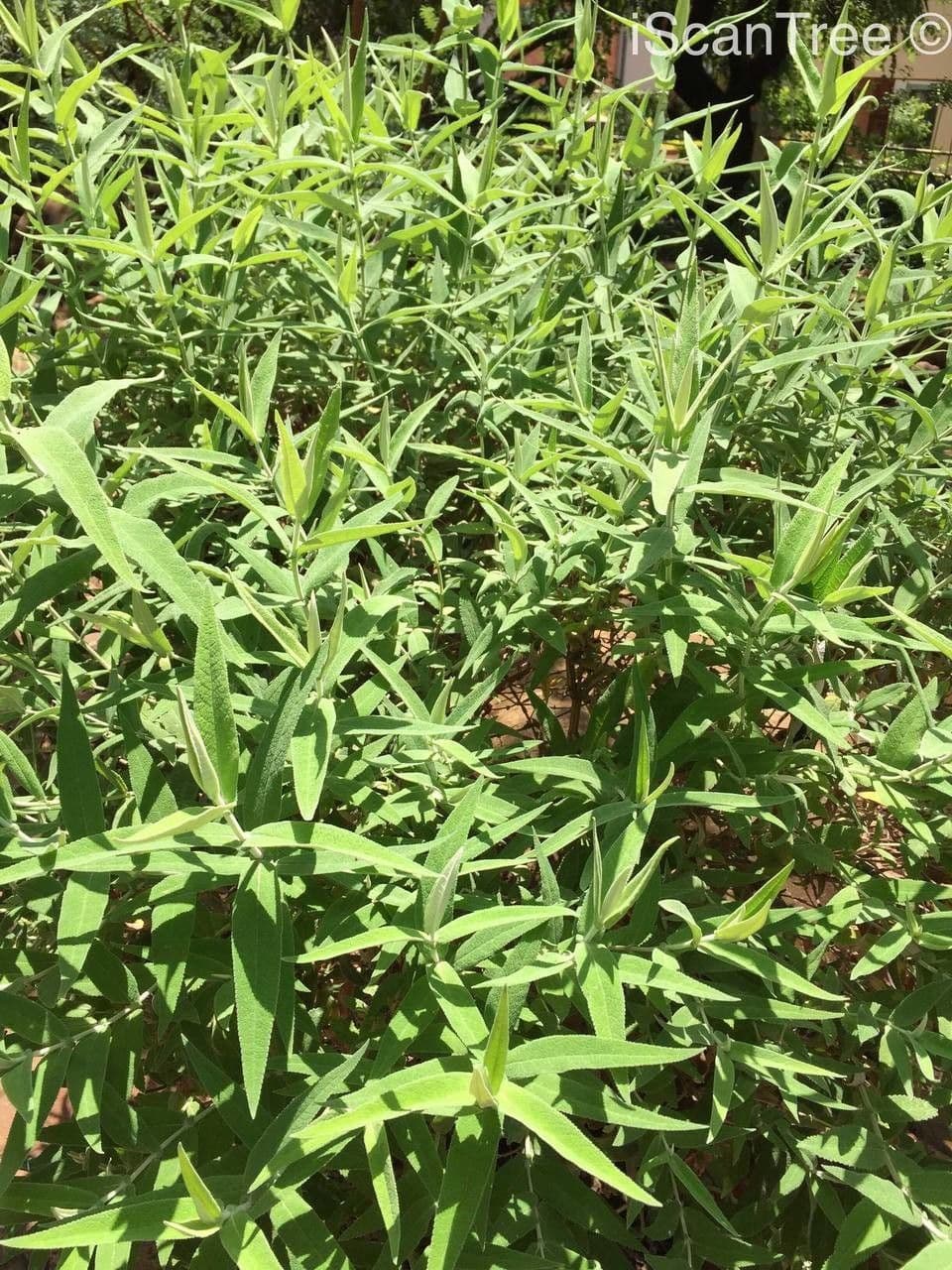 Salbei-Buddleie 10