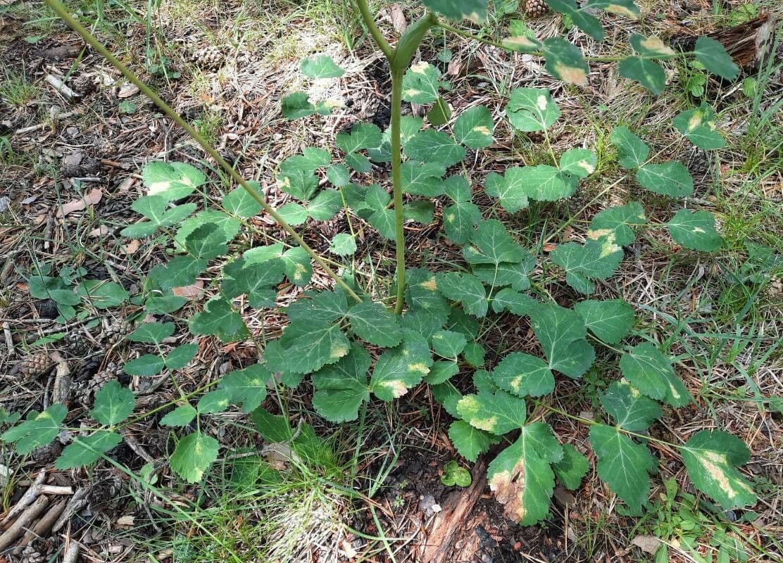 Thapsia Nestlerova 16