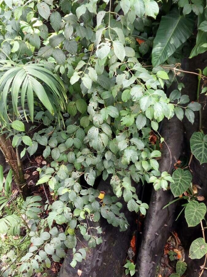 Ayahuasca 8