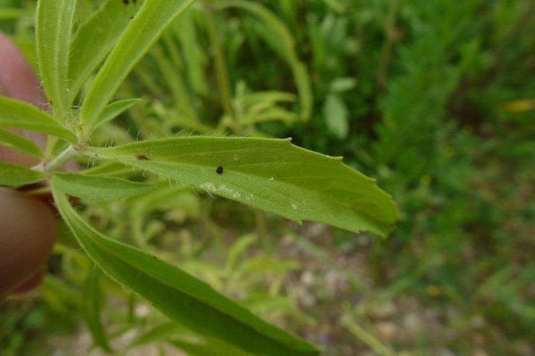 Monarde citronnée 13