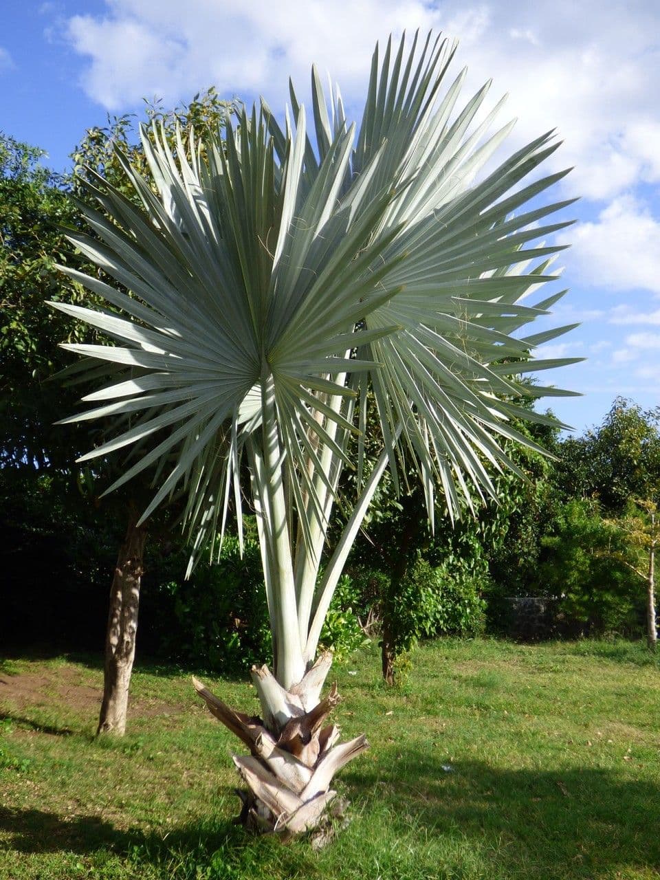 Palma Bismarcka 20