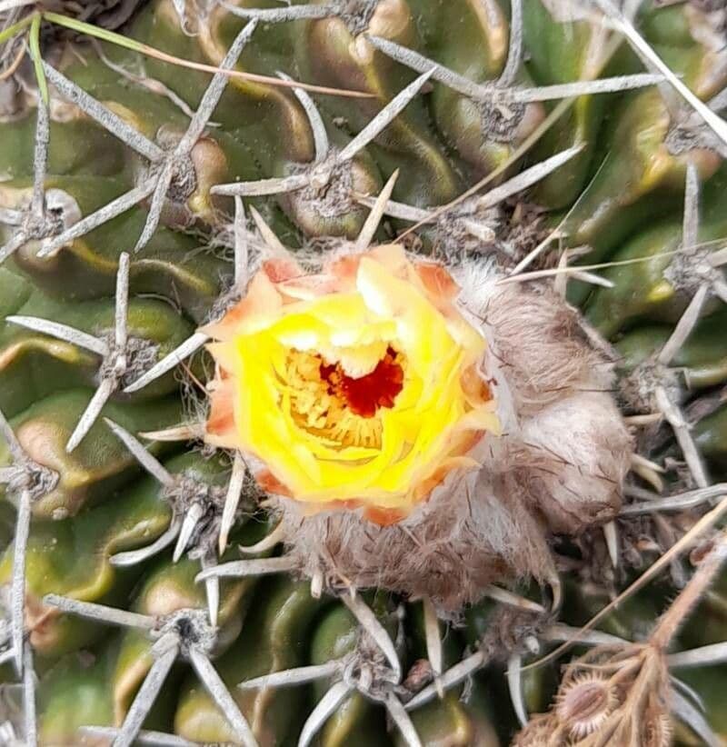 Parodia 2