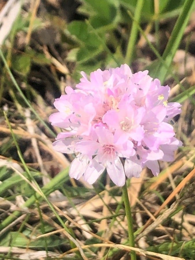 Armeria 4