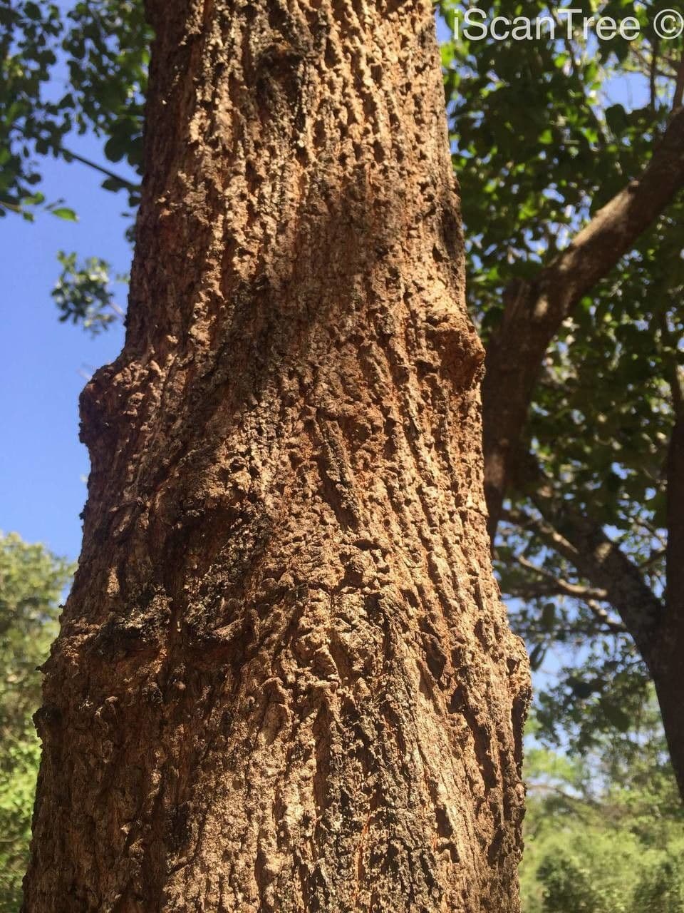 Terminalia 11
