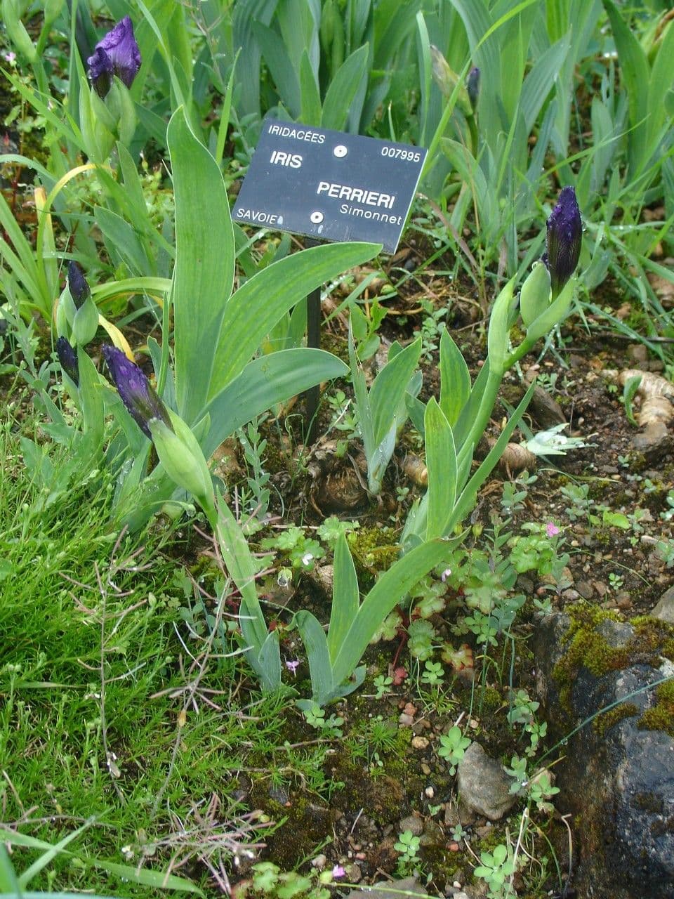 Iris de Perrier 8