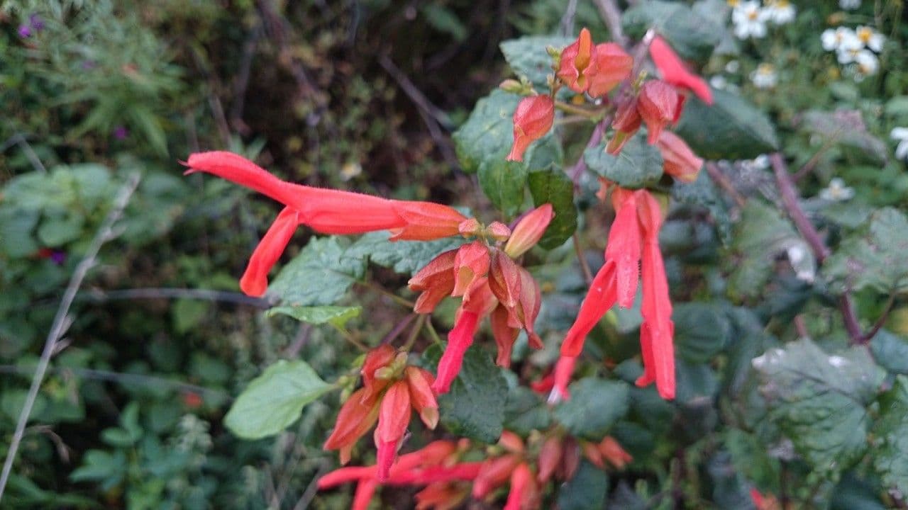 Salvia