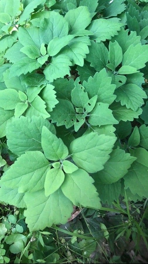 Pachysandra procumbens 12