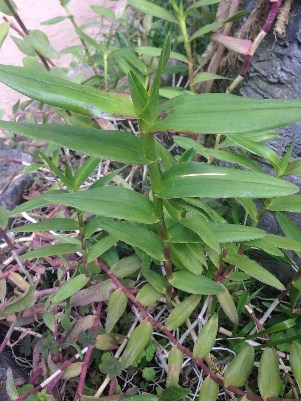 Epidendrum radicans 24