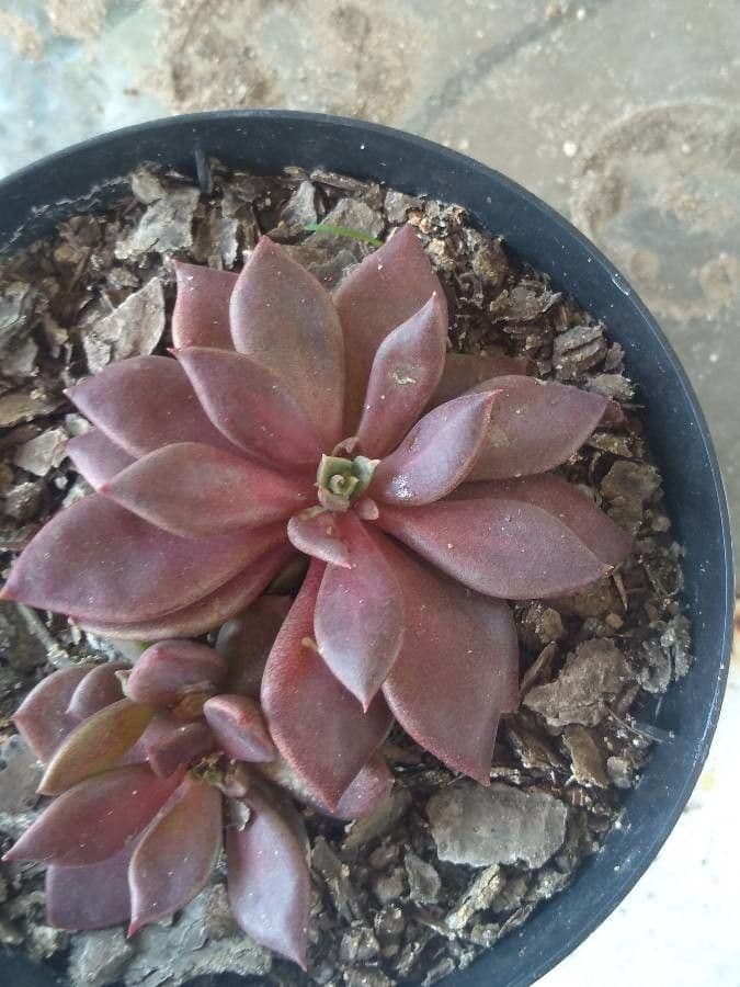 Echeveria 7