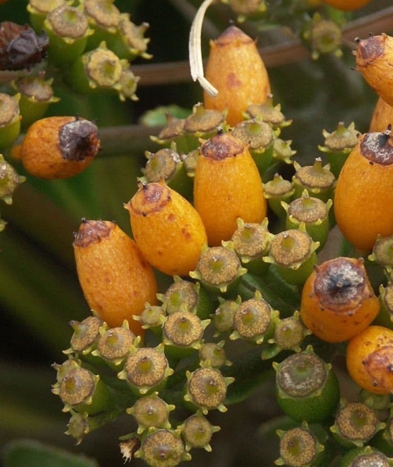 Apiopetalum