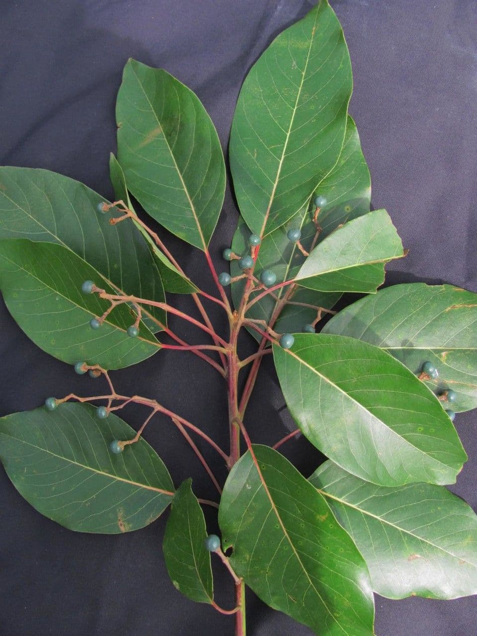 Alloro tropicale 20