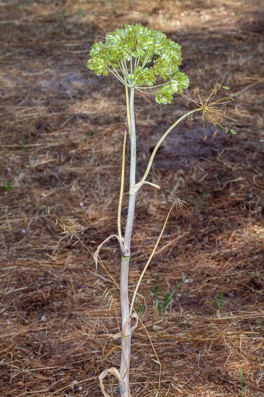 Gargania 24